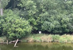 10. Egret