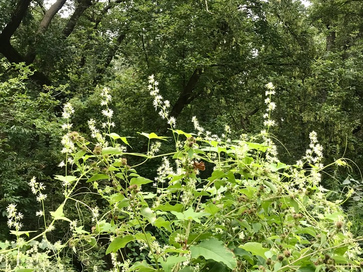 11. Wild Cuke Blooms