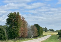 12. Maples