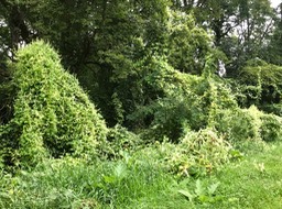 13. Swarms of Cukes