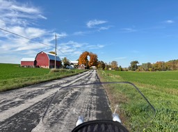 14. Fave Fall Tree