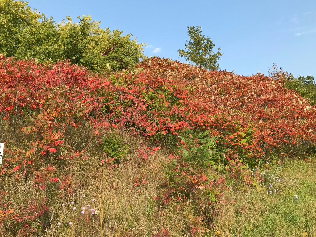 14. Kettles Sumac