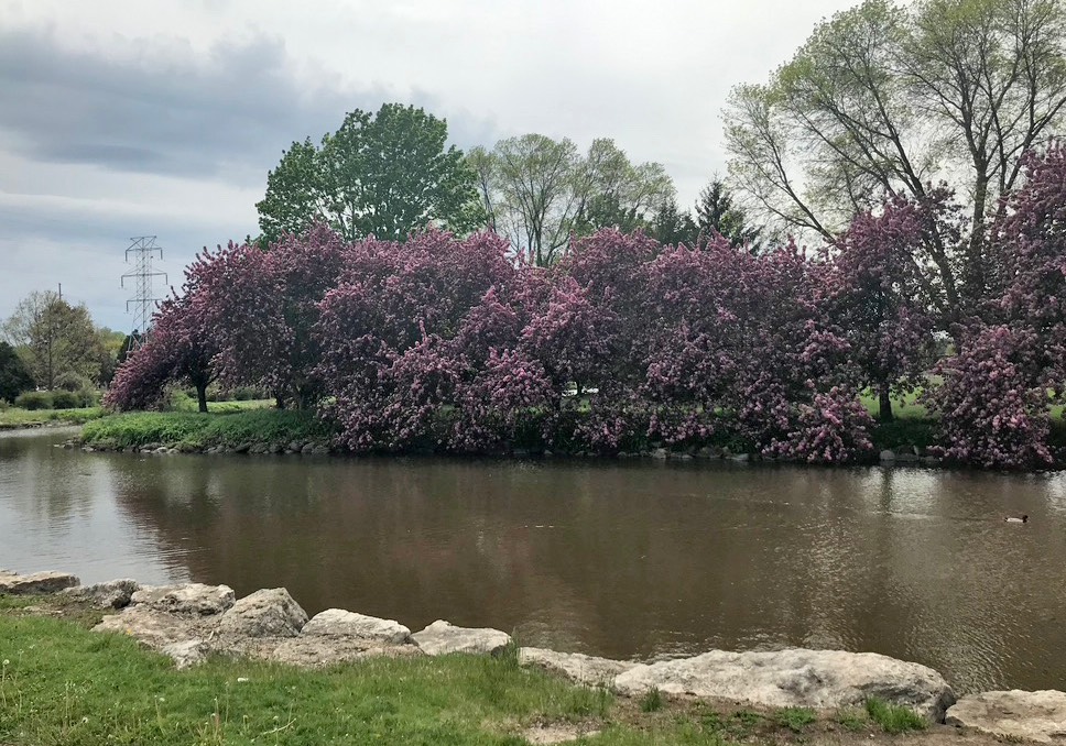 14. Lakeside Crab Trees_