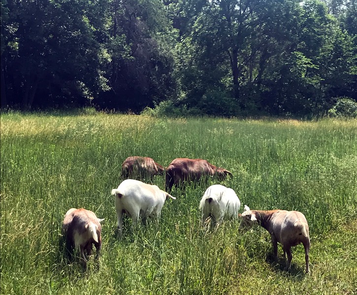 17. Goats a Grazing