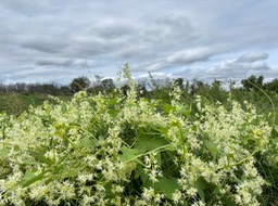 20. Cuke Blooms