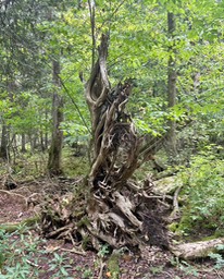 23. Natures Art