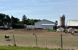 3. Curious Goats