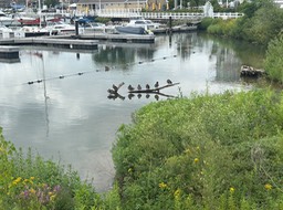 3. Ducks in a Row