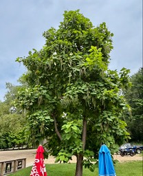 4. Bean Tree