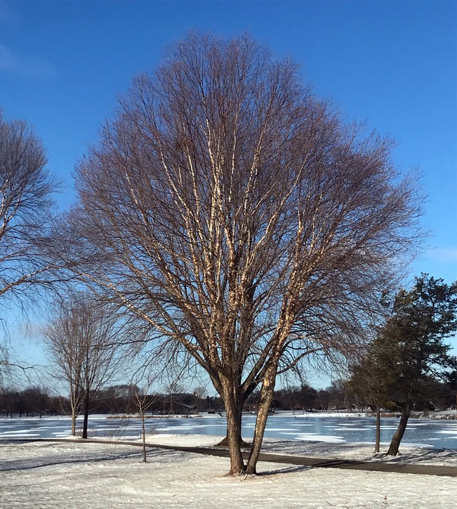 5. Memorial Tree Winona