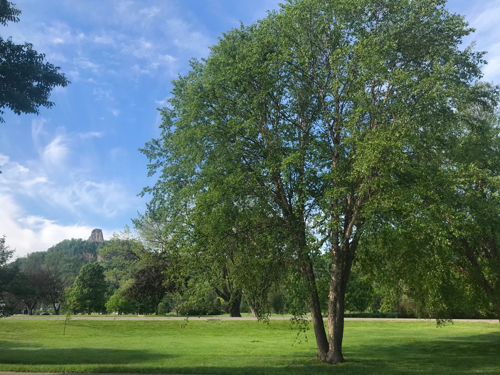 6. Memorial Tree