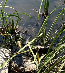 6. Water Snake