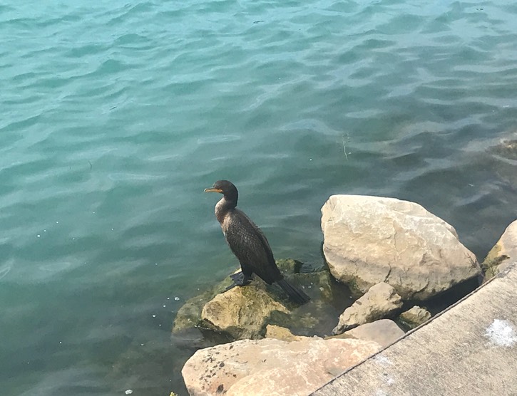 8. Cormorant