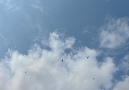 9. Ospreys