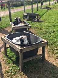 Bathing Goats