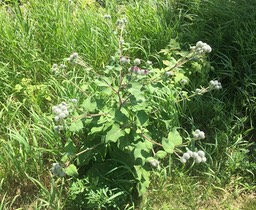 Burdocks In Bloom