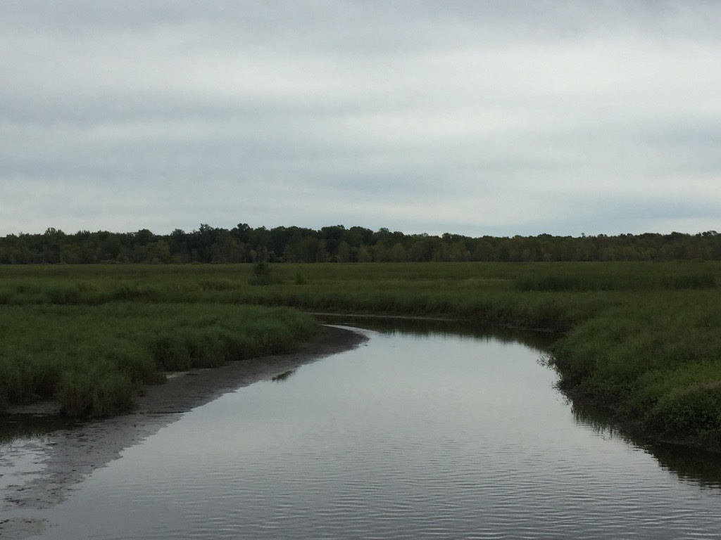 Collins Marsh North