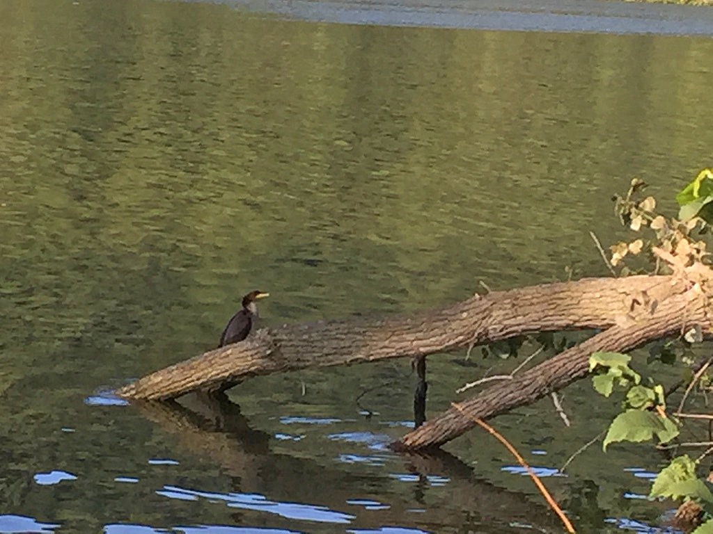 Cormorant