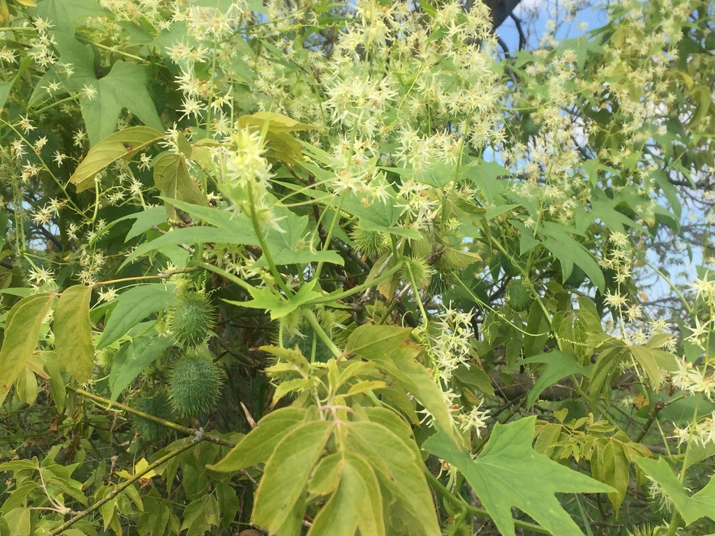 Cucumber Blooms_