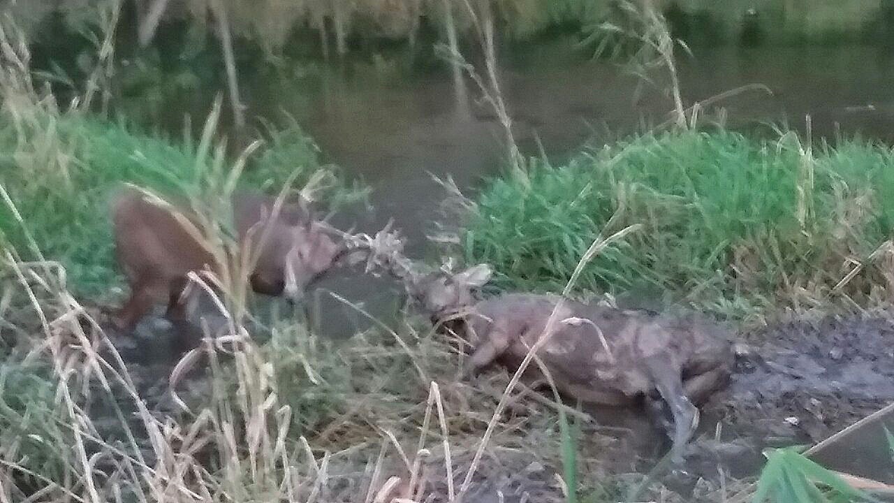 Entangled Bucks