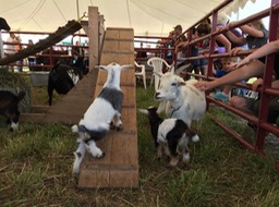 Goat Ramp