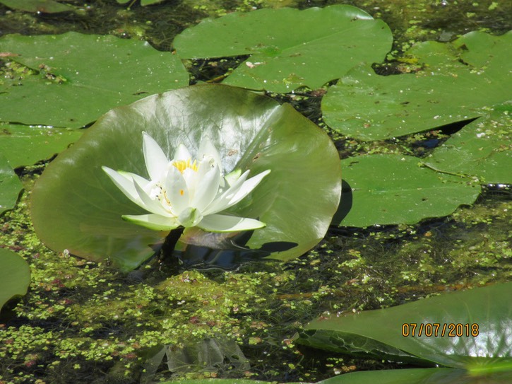 Lilly Pad