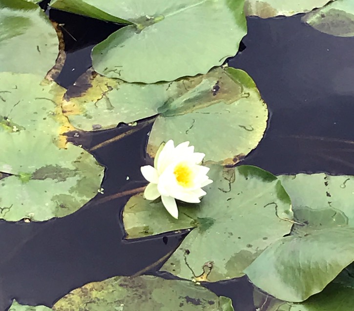 Lilly Pod Bloom