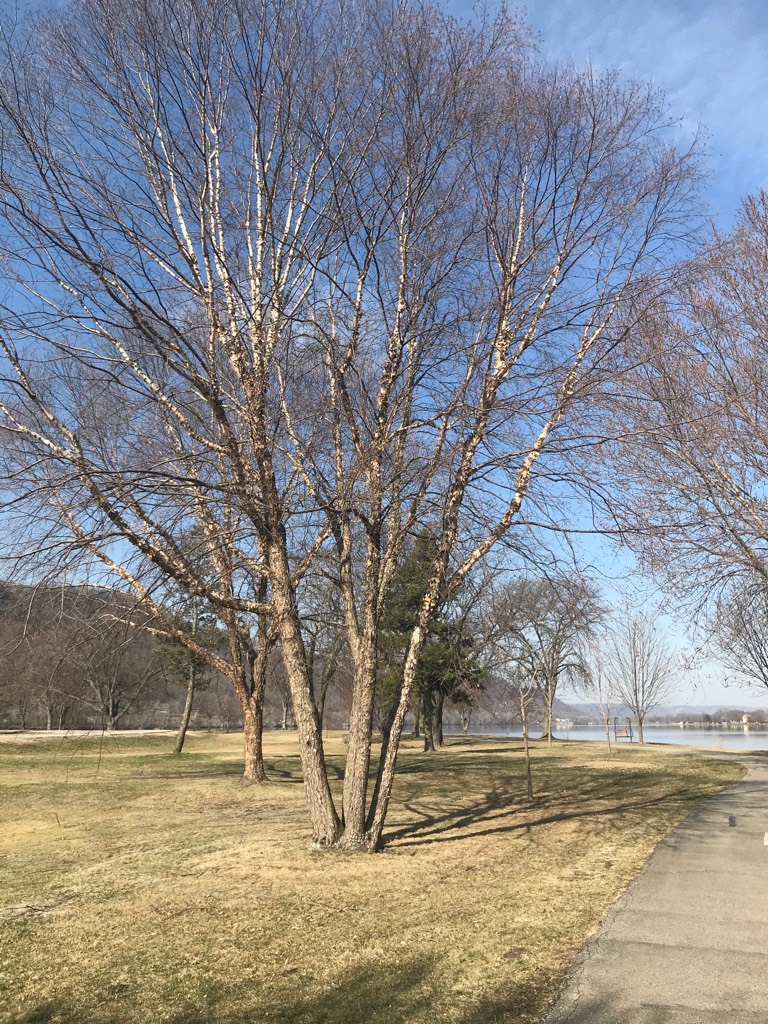 Memorial Tree