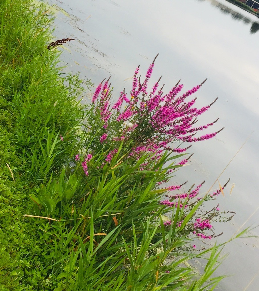 Purple Loosestrife