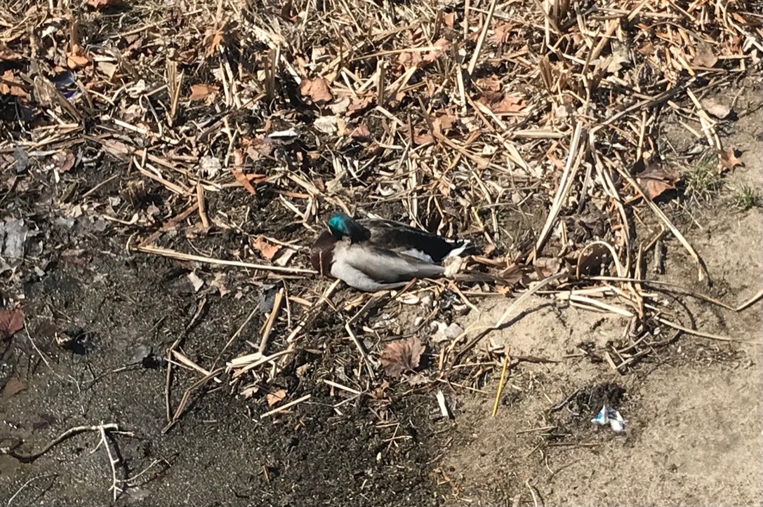 Sleeping Mallard